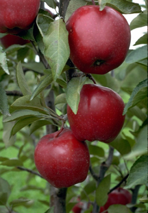 Gala Apple Trees for Sale at Arbor Day's Online Tree Nursery