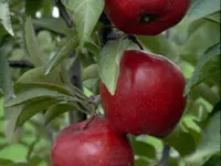 Jonathan Apple Tree