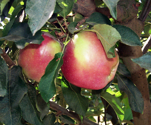 Sierra Beauty Apple Tree