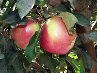 Sierra Beauty Apple Tree