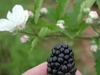 Kiowa Blackberry