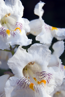 Purple Catalpa Tree