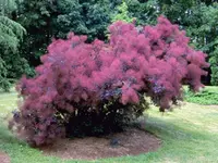 Purple Smoke Tree