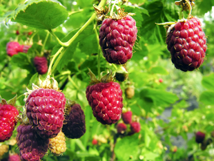 Indian Summer Red Raspberry Plant
