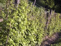 Indian Summer Red Raspberry Plant