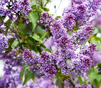 Purple Lilac Trees for Sale, Flowering Purple Trees