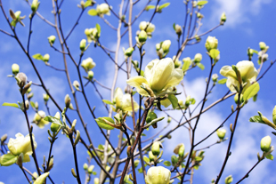 Cucumber Magnolia