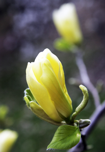 Cucumber Magnolia