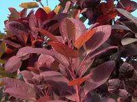 Royal Purple Smoke Tree