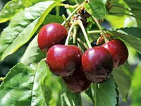Brooks Cherry Tree