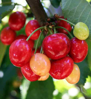 cherry tree zone 9b coral chagne cherry buy a cherry tree willis orchards cherry tree zone 9b coral chagne cherry buy a cherry tree willis orchards
