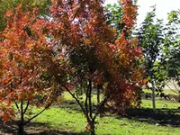 Chinese Pistache Tree