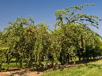 Tropic Gold Apricot Tree