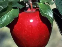 Winesap Apple Tree