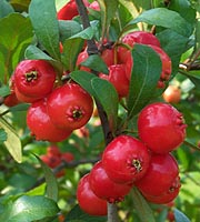 Big Red Mayhaw Tree