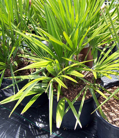 Needle Palm Tree