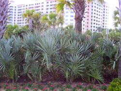 Silver Saw Palmetto Tree