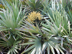 Silver Saw Palmetto Tree