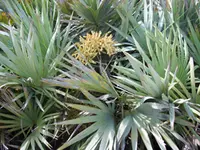 Silver Saw Palmetto Tree