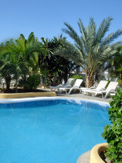 Sylvester Palm Tree | Sylvester Date Palm | Willis Orchards