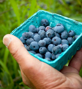 Brightwell Blueberry Plant