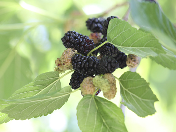 Teas Weeping Fruiting Mulberry Tree