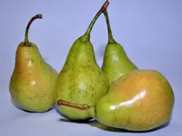 Perdue Pear Tree