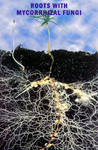 Mycorrhizal Fungi