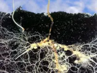 Mycorrhizal Fungi