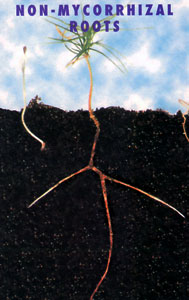 Mycorrhizal Fungi
