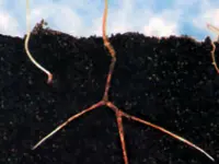 Mycorrhizal Fungi