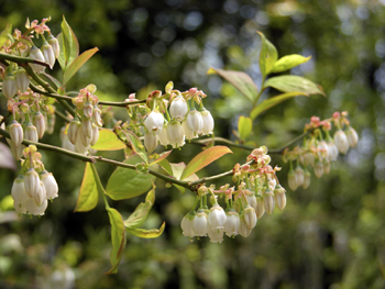 Bluecrop Northern Highbush Blueberry Plant