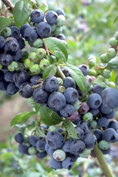 Bluecrop Northern Highbush Blueberry Plant