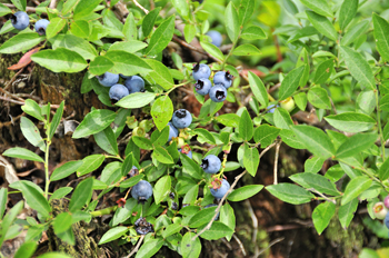 Rubel Northern Highbush Blueberry Plant