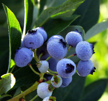 Rubel Northern Highbush Blueberry Plant