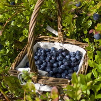 Blueray Northern Highbush Blueberry