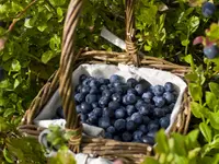 Blueray Northern Highbush Blueberry