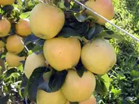 Garden Delicious Apple