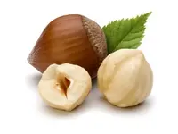 Jefferson Hazelnut Tree