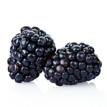 Natchez Thornless Blackberry Plant