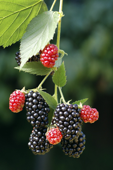 Natchez Thornless Blackberry Plant