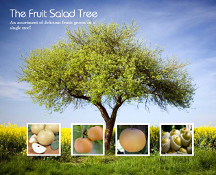 3-in-1 Asian Pear Tree