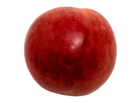 Plumcot Hybrid Apricot