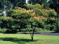 Mimosa Silk Tree