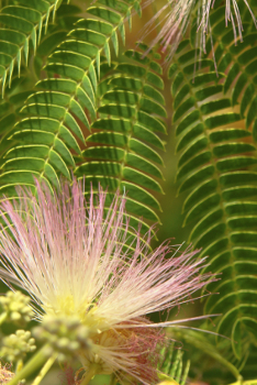 E H Wilson Mimosa Tree