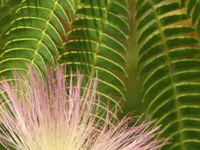 E H Wilson Mimosa Tree