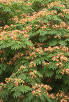 E H Wilson Mimosa Tree
