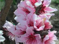 Bonfire Dwarf Peach Tree