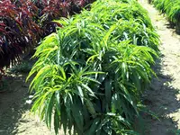 Bonanza Dwarf Peach Tree