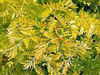 Golden Locust